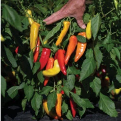 Hungarian Hot Wax -Garden Plant Shop 03092g 03 hungarianhotwax