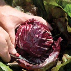 Perseo -Garden Plant Shop 03099 02 perseoknifehorz