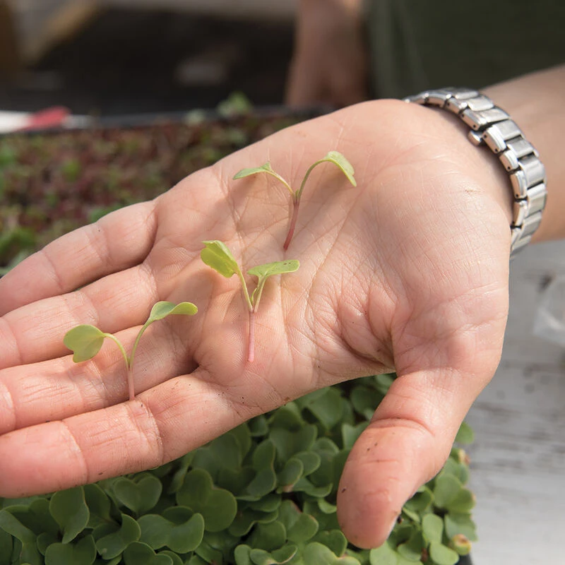 Radish, Red Arrow 4 Radish, Red Arrow - Image 2