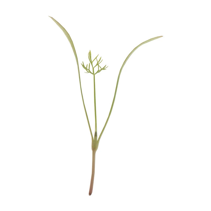 Fennel, Green 4 Fennel, Green - Image 2