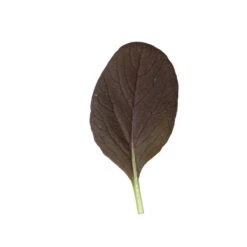 Rosie -Garden Plant Shop 03159 04 rosie