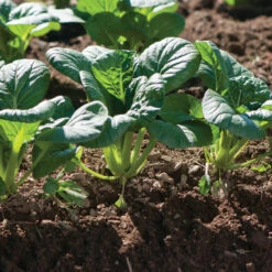 Koji -Garden Plant Shop 03191 01 koji