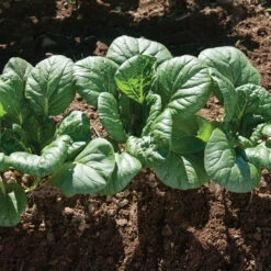 Koji -Garden Plant Shop 03191 02 koji