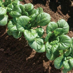 Koji -Garden Plant Shop 03191 03 koji