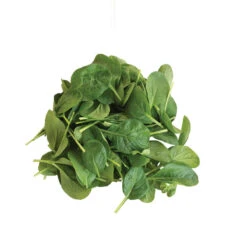 Koji -Garden Plant Shop 03191 05 koji