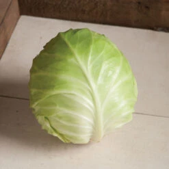 Primo Vantage -Garden Plant Shop 03231 03 primovantage