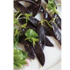 Royal Snow -Garden Plant Shop 03242 03 royalsnow