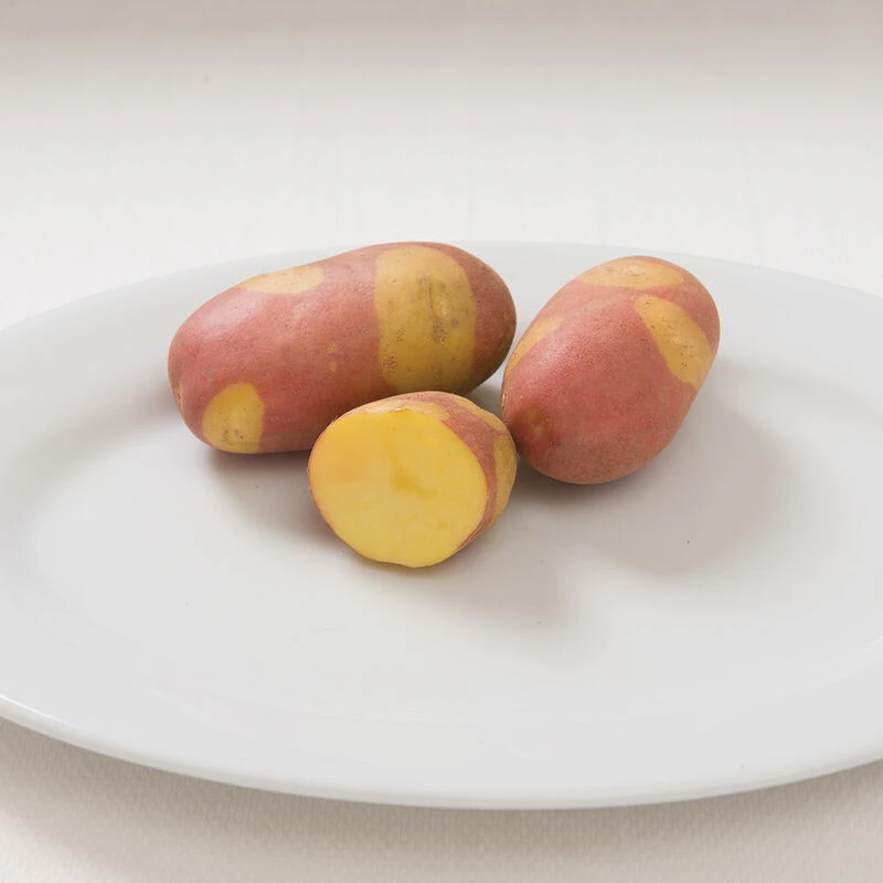 Pinto Gold 3 Pinto Gold