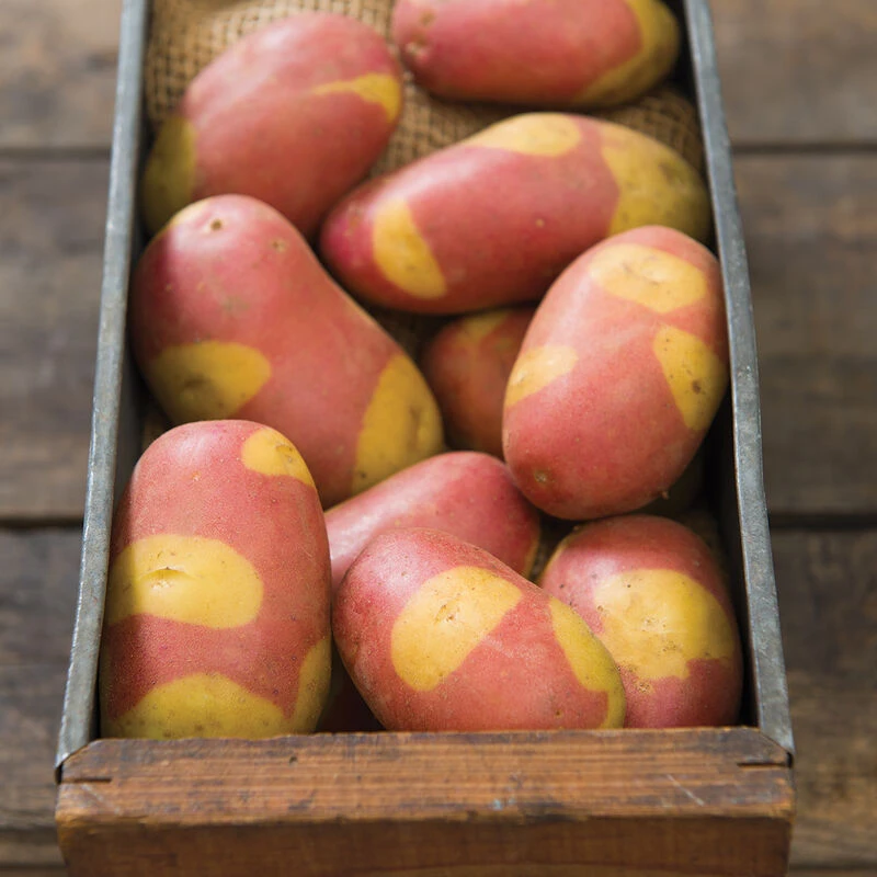 Pinto Gold 4 Pinto Gold - Image 2