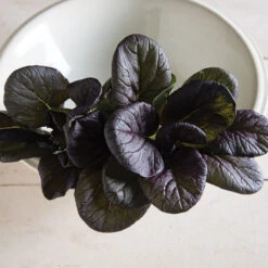 Red Cloud -Garden Plant Shop 03341 01 redcloud