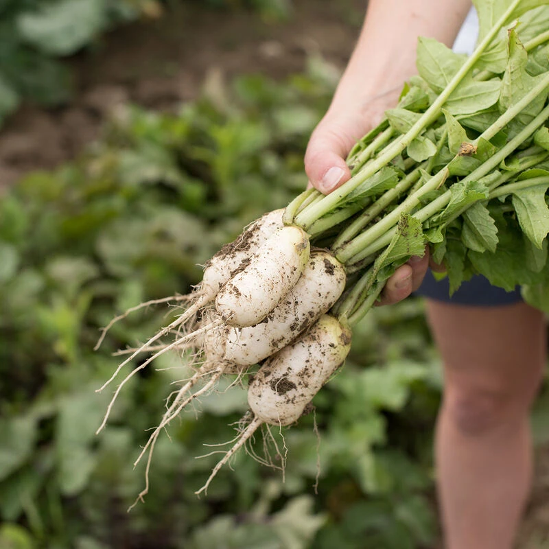 Mini Mak 4 Mini Mak - Image 2