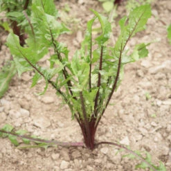 Italiko Red 10 Italiko Red -Garden Plant Shop 03358 01 italiko red