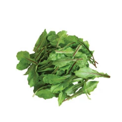 Italiko Red 8 Italiko Red -Garden Plant Shop 03358 04 italidored