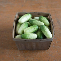 Quirk -Garden Plant Shop 03408 03 quirk