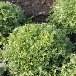 Benefine 6 Benefine -Garden Plant Shop 03421g 02 benefine