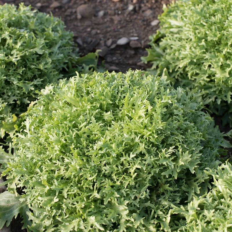 Benefine 4 Benefine - Image 2