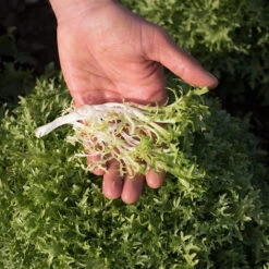 Benefine 7 Benefine -Garden Plant Shop 03421g 03 benefine