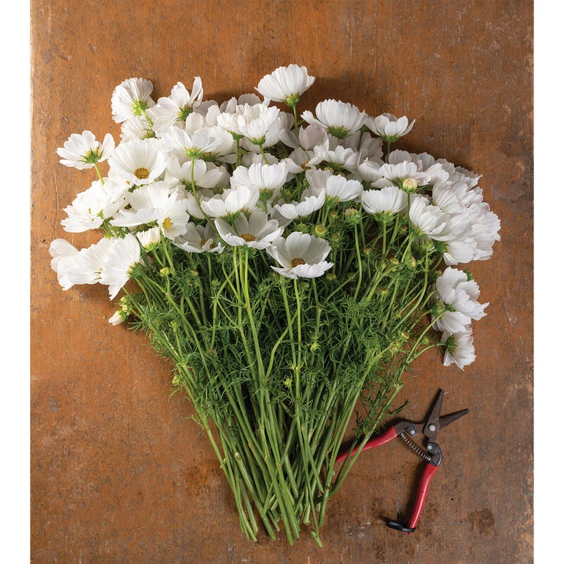 Afternoon White 4 Afternoon White - Image 2