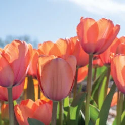 Apricot Impression -Garden Plant Shop 03471 05 apricot impression