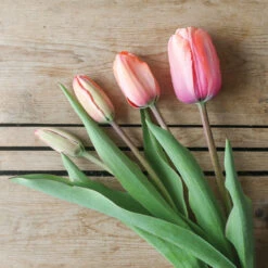 Apricot Impression -Garden Plant Shop 03471 06 apricot impression