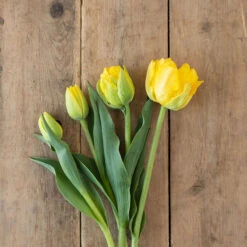 Marie Jo -Garden Plant Shop 03476 03 marie jo