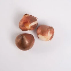 Negrita Double -Garden Plant Shop 03481 03 negrita double