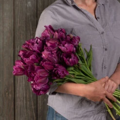 Negrita Double -Garden Plant Shop 03481 04 negrita double