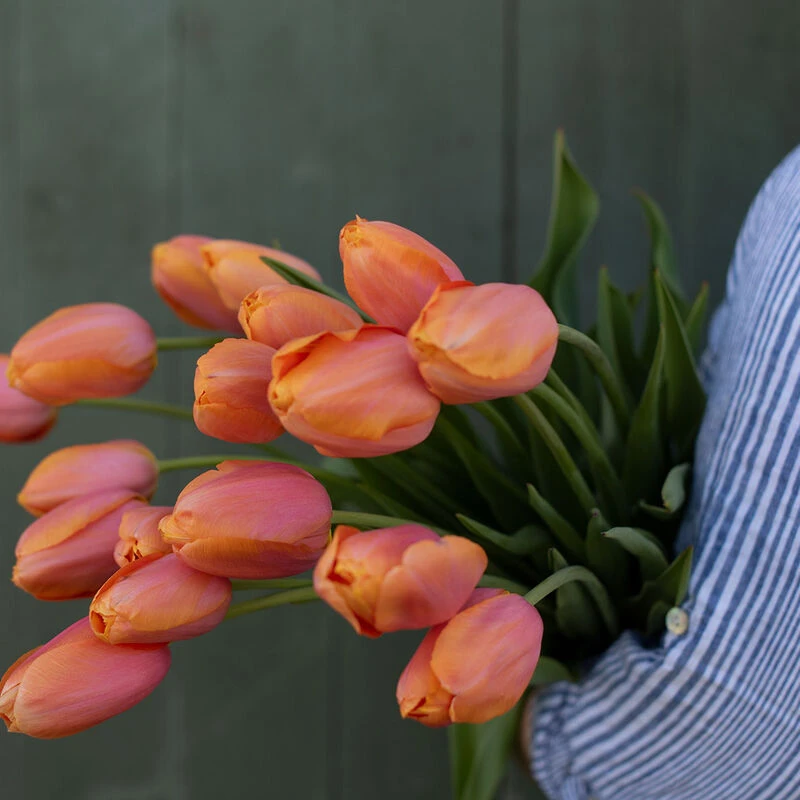 Dordogne 4 Dordogne - Image 2