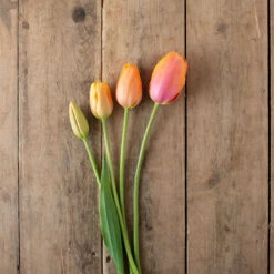 Dordogne 9 Dordogne -Garden Plant Shop 03482 05 dordonge
