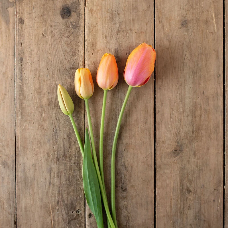 Dordogne 5 Dordogne - Image 3