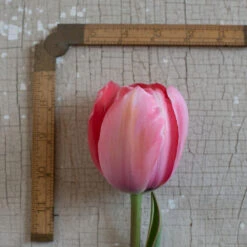 Design Impression -Garden Plant Shop 03491 03 design impression