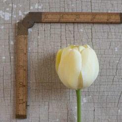 Ivory Floradale -Garden Plant Shop 03492 03 ivory floridale