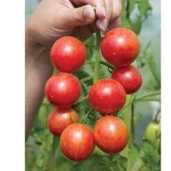 Pink Bumble Bee -Garden Plant Shop 03520g 03 pinkbumble