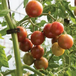 Purple Bumble Bee -Garden Plant Shop 03521g 03 purplebumbl