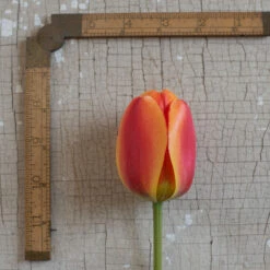 Apeldoorn's Elite -Garden Plant Shop 03549 03 apeldorn elite