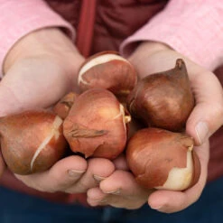 Apeldoorn's Elite -Garden Plant Shop 03549 04 apeldorn elite