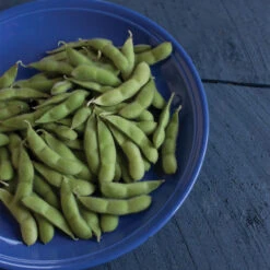 Karikachi -Garden Plant Shop 03569 02 karikachi