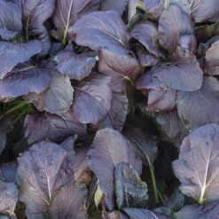 Red Kingdom -Garden Plant Shop 03748 01 redkingdom