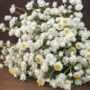 Winged Everlasting -Garden Plant Shop 03800 01 winged everlasting