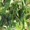 Jalafuego -Garden Plant Shop 03807g 01 jalafuego jalapeno pepper