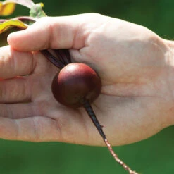 Babybeat -Garden Plant Shop 03871 03 babybeet