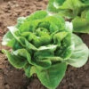 Mini-Romaine Trio -Garden Plant Shop 03884g 01 dragoon