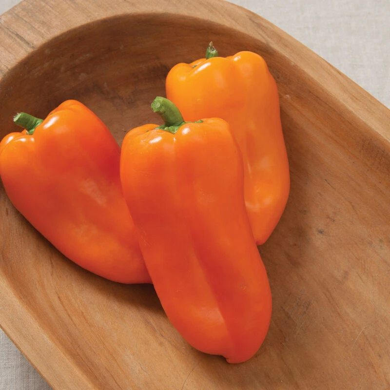 Glow 4 Glow - Image 2