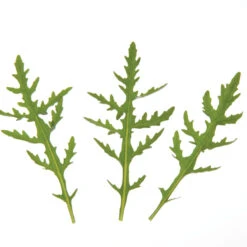 Sylvetta 9 Sylvetta -Garden Plant Shop 0398 01 sylvettasaladtrio