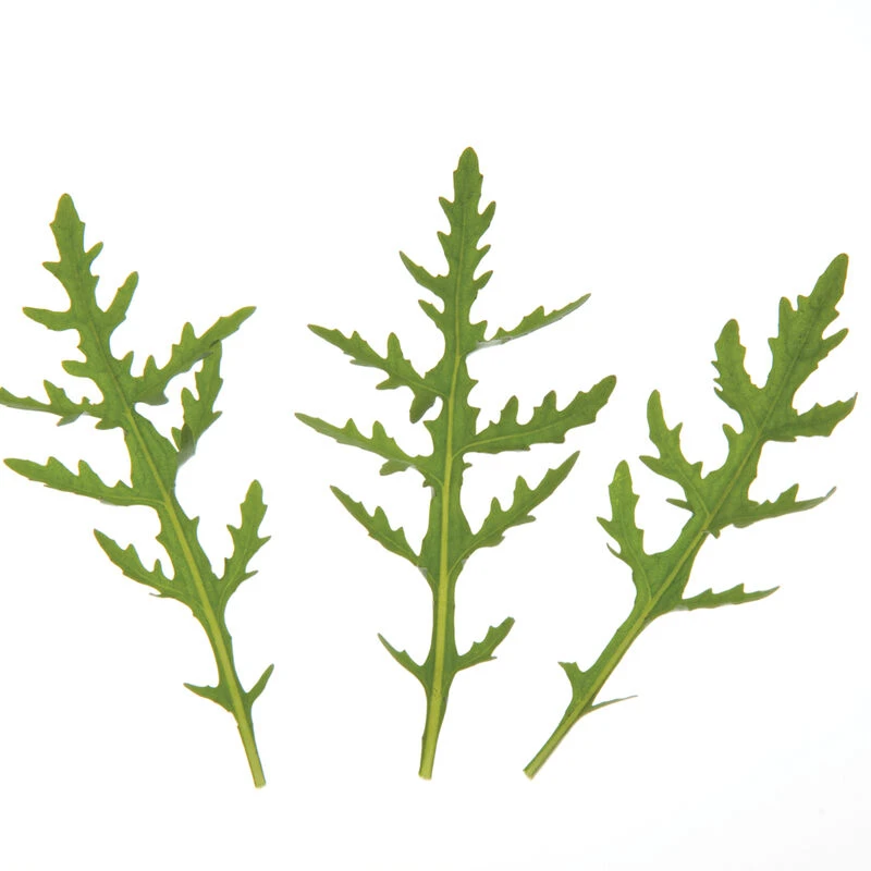 Sylvetta 6 Sylvetta - Image 4