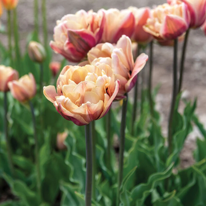 La Belle Epoque 4 La Belle Epoque - Image 2