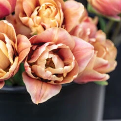 La Belle Epoque 11 La Belle Epoque -Garden Plant Shop 04057 02 labelleepoque