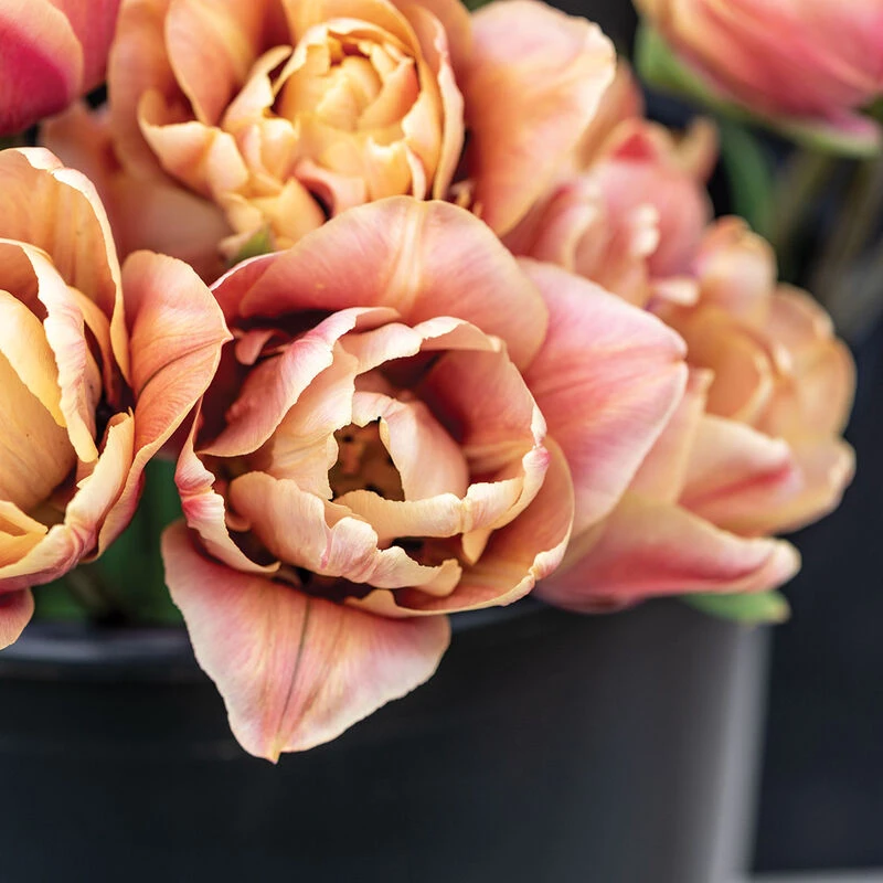 La Belle Epoque 6 La Belle Epoque - Image 4