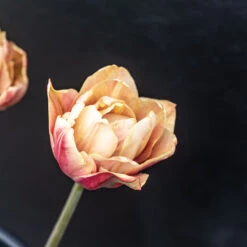 La Belle Epoque 12 La Belle Epoque -Garden Plant Shop 04057 03 labelleepoque