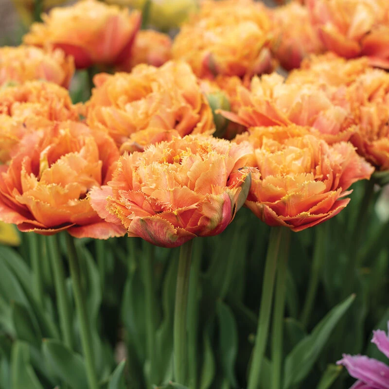 Sensual Touch 4 Sensual Touch - Image 2